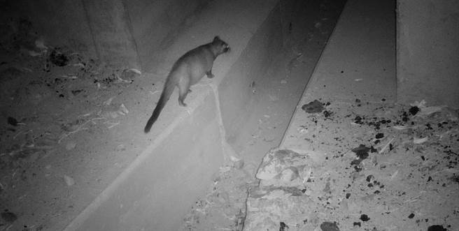 新北市农业局为避免人车、小动物过马路时被辗毙，陆续设置5处生态廊道，新店平广路单月发生59次路杀，市府近期新增1处空间，设置过路排水箱，让小动物安全行走。（新北市农业局提供）