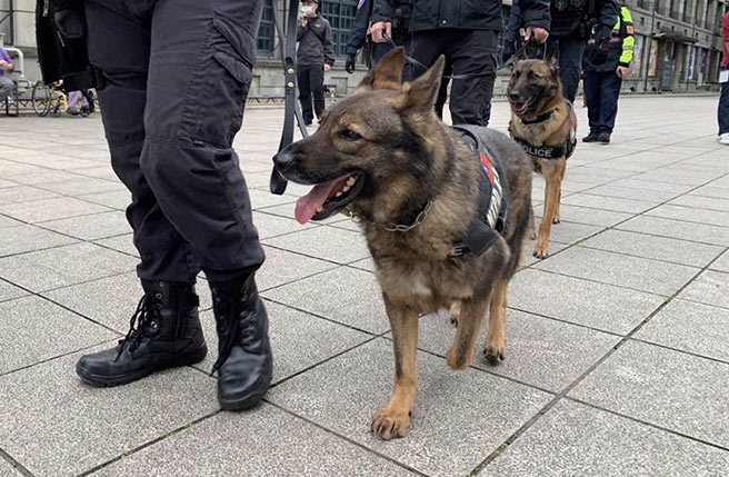 警方协请新北市警犬队支援现场维安工作。（翻摄照片／林郁平台北传真）
