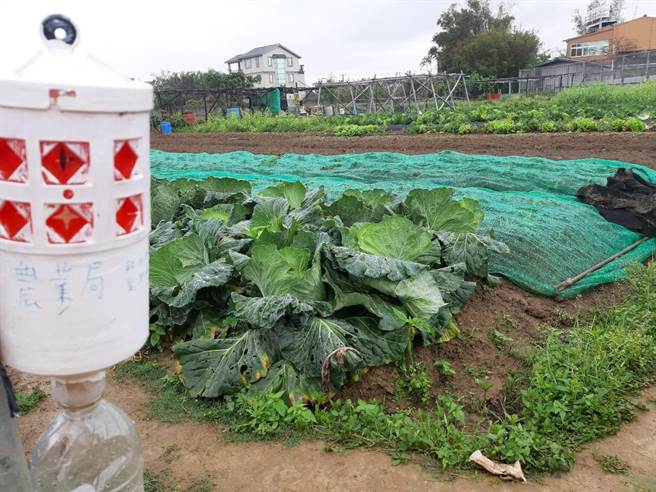 台湾植物及树木医学会利用诱虫器诱捕斜纹夜蛾。（桃园市政府农业局提供／陈梦茹桃园传真）