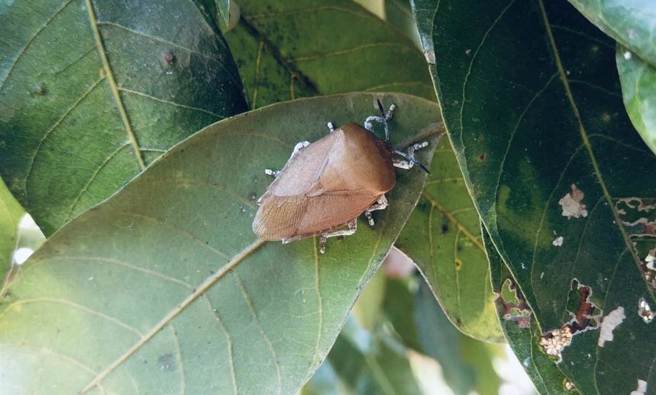 荔枝椿象即将甦醒，台中市政府农叶局吁农友及早防治。（台中市政府提供）