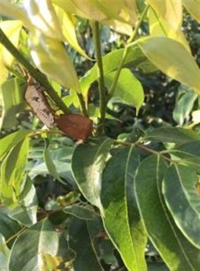荔枝椿象越冬时会藏匿于枝丛间，防治时药剂应加强枝条隐蔽处与叶背的处理。（台中市政府提供）