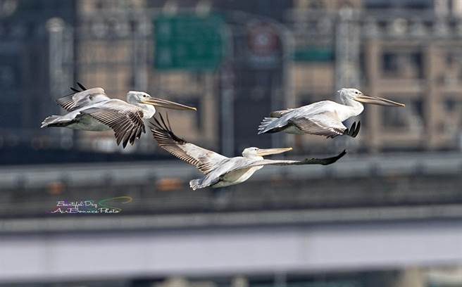 大汉溪沿线有不少冬候鸟栖息，民眾可以到大汉溪湿地来寻访更多冬候鸟身影。（Facebook脸友何花拔提供）