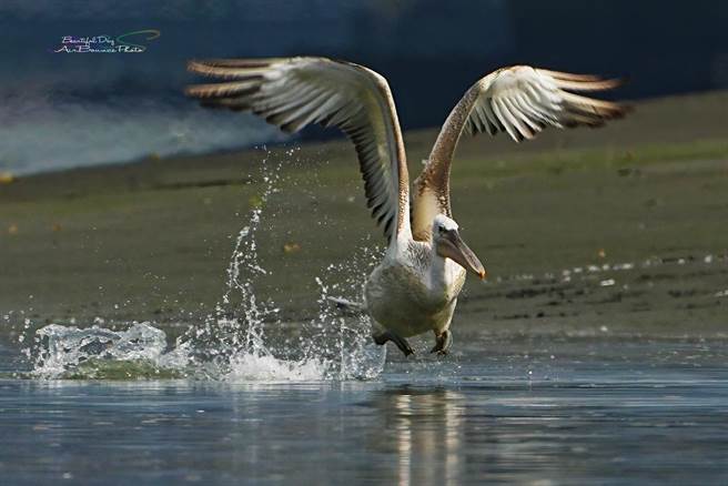 河滨公园湿地、滩地丰富的生态，为候鸟南迁避冬提供最佳的栖息环境。（Facebook脸友何花拔提供）
