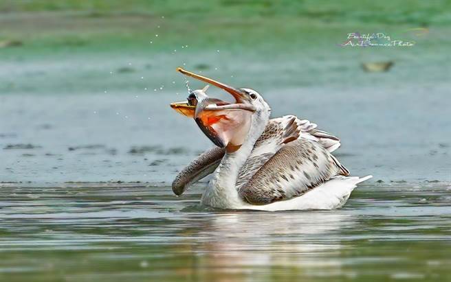 候鸟往南迁徙避冬时常常在这里休息觅食，享用湿地、滩地提供的鱼虾贝类大餐。（Facebook脸友何花拔提供）