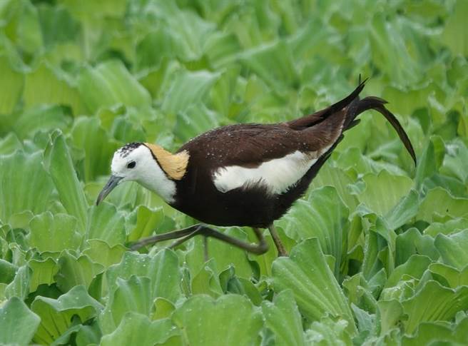 近年屏东县政府在溼地保育上下足功夫，而每年2月2日是「世界溼地日」，县府藉机发表成果。（屏县府提供／谢佳潾屏东传真）
