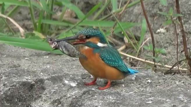 近年屏东县政府在溼地保育上下足功夫，而每年2月2日是「世界溼地日」，县府藉机发表成果。（屏县府提供／谢佳潾屏东传真）