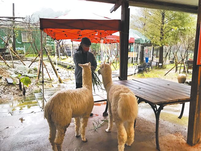 新北市动保处为落实动物保护政策，对辖内提供动物展演业者做每2年一次的评鑑考核。（新北市动保处提供／吕健豪新北传真）