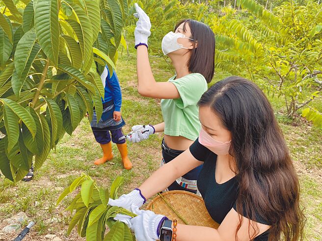 台东县太麻里乡北里部落推出农游体验，游客走入释迦园体验剪枝、採果，并以废弃的树枝制成手机支架。（蔡旻妤摄）