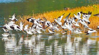 竹市香山溼地最大水鳥群 去年記錄129種鳥類