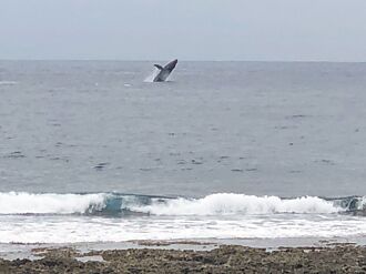 大翅鯨母子出沒蘭嶼 耆老：烏魚大豐收