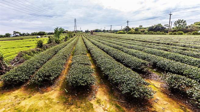 湖口鄉觀星夕照計畫，13公頃茶園佔用戶沒有土地使用權，如何維管及解套，要再協商解決。（羅浚濱攝）