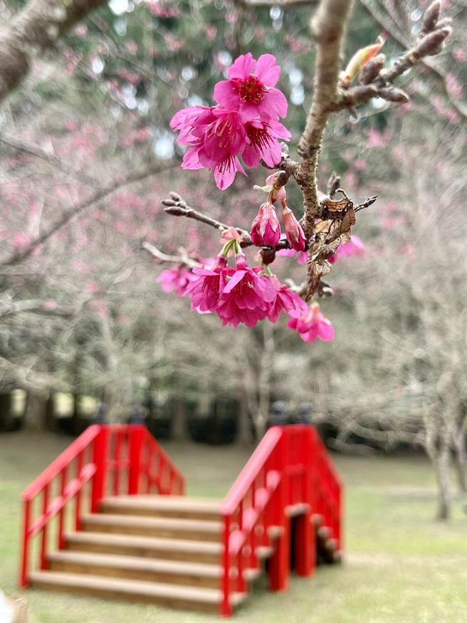 九族文化村主力八重樱、吉野樱及富士樱目前5％，预计2月中是最佳赏花期（杨静茹摄）