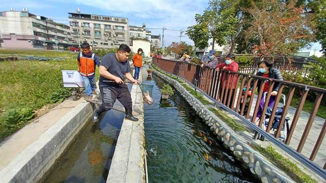 上百尾錦鯉今日放養於十四張圳四塊厝溝水岸公園，讓園區生態池更添生氣。（吳呈賢服務處提供／陳淑娥台中傳真）