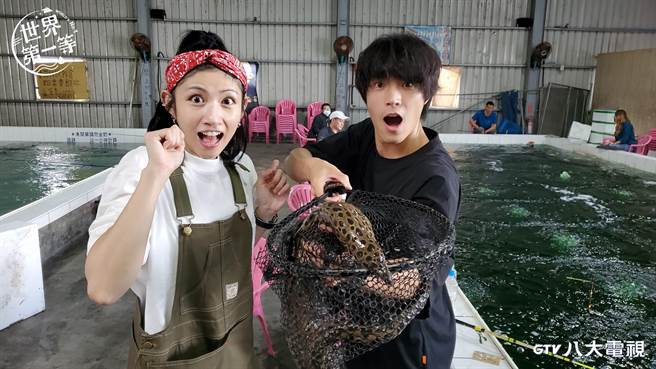 唐振刚（右）徒手抓金钱鳗，李千娜惊声尖叫喊揍人。（八大提供）