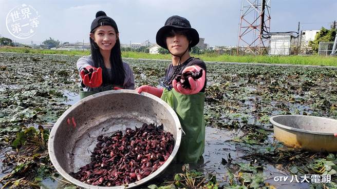唐振刚（右）、李千娜体验採菱角。（八大提供）