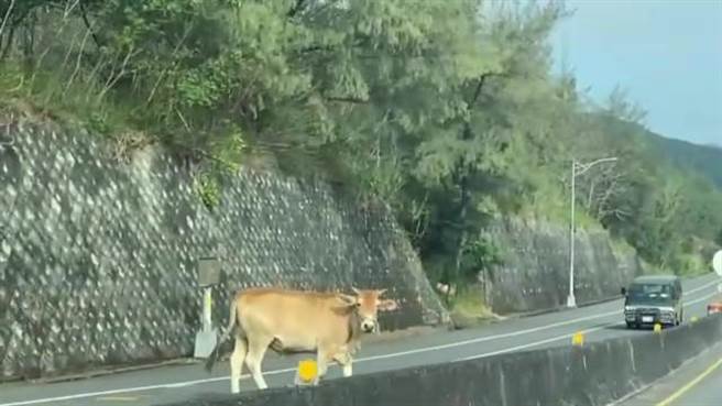 台东唐姓女子2019年骑机车行经台11线时，突然有不明牛只衝出，唐女撞上牛身亡，家属请求国赔。图为牛只闯马路示意图，非当事牛只。（蔡旻妤摄）