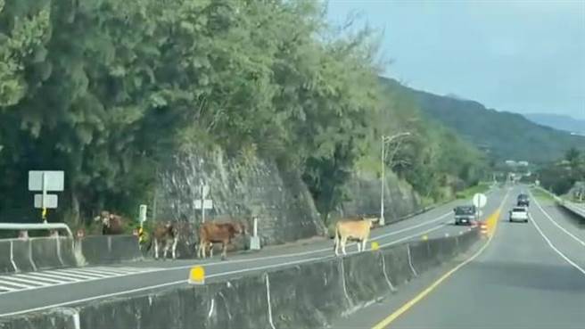 台东唐姓女子2019年骑机车行经台11线时，突然有不明牛只衝出，唐女撞上牛身亡，家属请求国赔。图为牛只闯马路示意图，非当事牛只。（蔡旻妤摄）