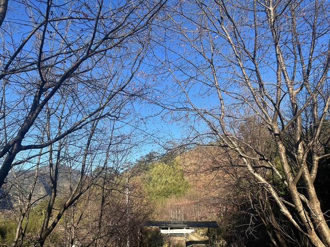 司馬庫斯櫻花受到1月底兩波寒流影響，花期將往後推遲。（司馬庫斯部落提供／邱立雅竹縣傳真）