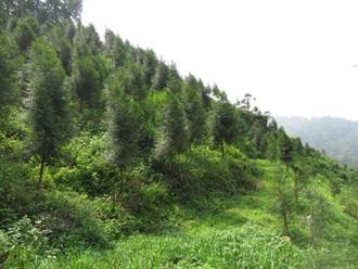 鼓勵振興國產材 造林護土滿6年即獲獎勵金最高60萬