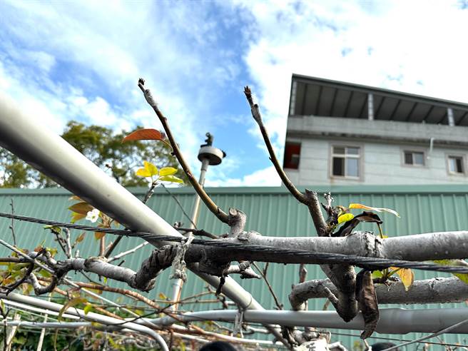 去年12月中旬及今年1月下旬霸王级寒流袭卷，造成中市枇杷、高接梨穗严重受损。(陈世宗摄)