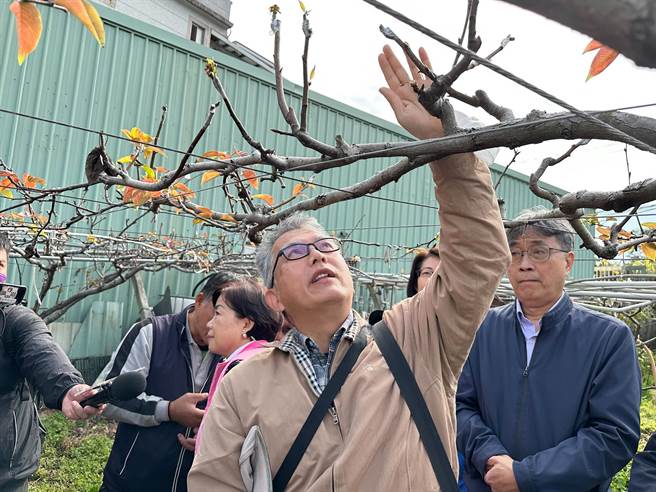 去年12月中旬及今年1月下旬霸王级寒流袭卷，造成中市枇杷、高接梨穗严重受损。(陈世宗摄)