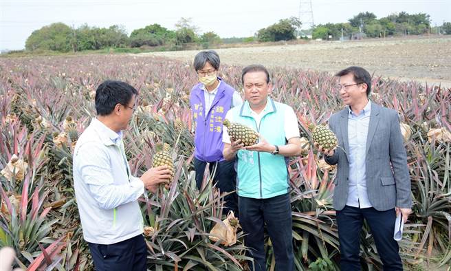 农委会主委陈吉仲(左)南下屏东，关心今年凤梨产销情况。(林和生摄)