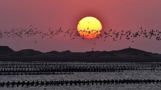 冬末迎春赏鸟好时机，云嘉南滨海国家风景区管理处推出为期2个月的带状赏鸟游程。（云嘉南风管处提供／张毓翎台南传真）