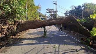 東坑路巨樹倒塌阻礙通行 東勢警行交通管制吊離處理