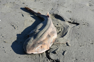 冷到凍未條 鯊魚遭封印沙灘上 驚人畫面曝光