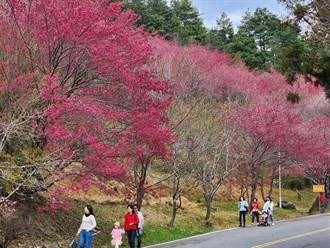 武陵櫻花季今起開跑 首日舉辦「友善高齡者旅遊日」