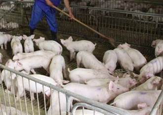 陸豬糧比價過度下跌 將啟動豬肉儲備收儲工作