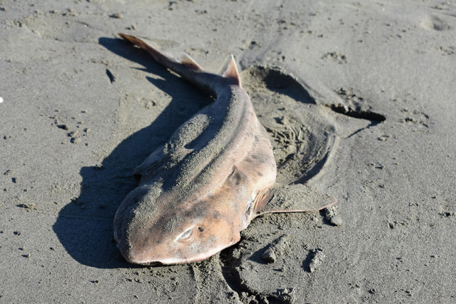 美國攝影師在沙灘上發現「冰封鯊魚」，照片曝光引發網友熱議。(示意圖/達志影像)