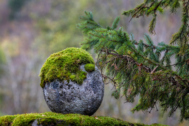大陆一名网友分享趣照，只见一颗长了苔藓的石头竟有脚，仔细一看才发现牠是幼鸟。(示意图/达志影像)