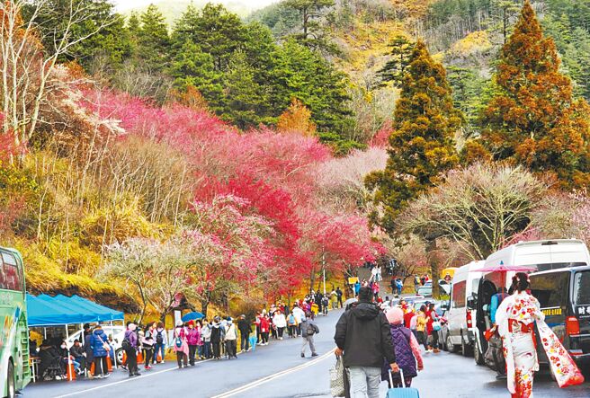 台中市武陵農場櫻花季於7日登場，將實施總量管制每天進場人數6000人。（武陵農場提供／陳世宗台中傳真）