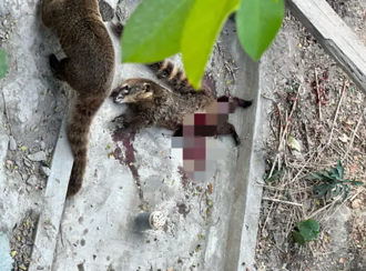 壽山動物園浣熊慘死 遊客嚇：牠被同伴啃到斷氣