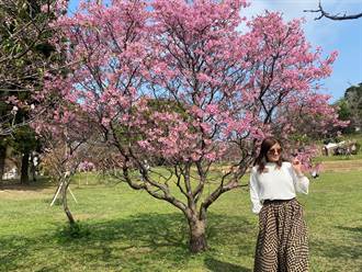 離市區最近的賞櫻景點 新竹公園櫻花群迎客了