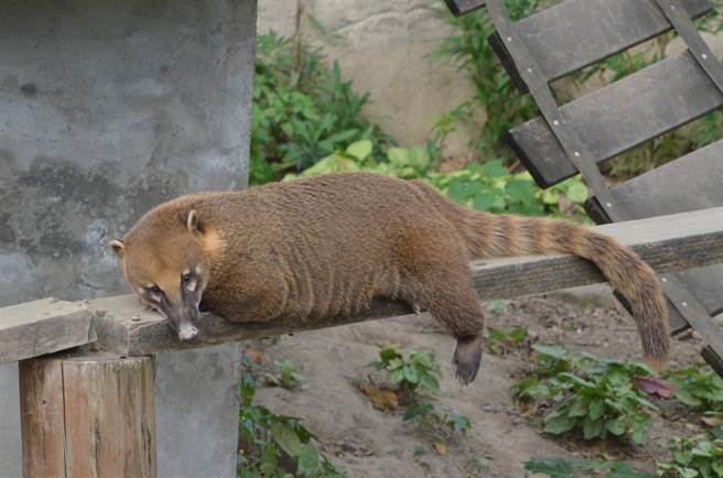 该被攻击重伤死亡的长鼻浣熊年近2岁。图为示意图。（柯宗纬翻摄）