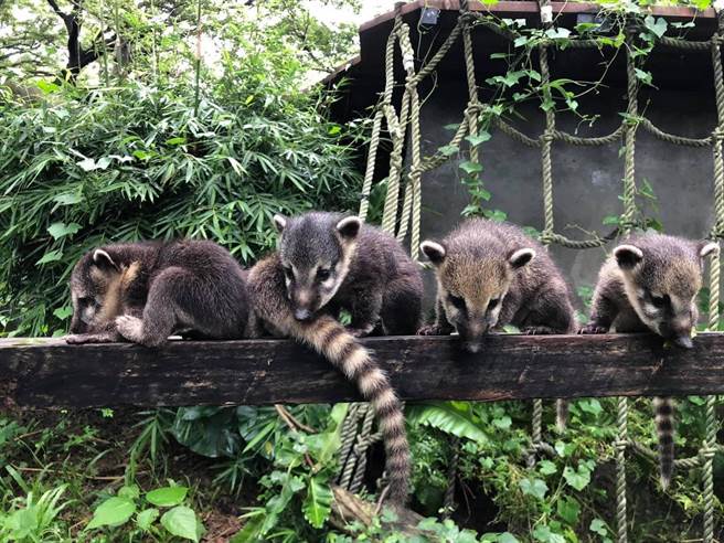 寿山动物园内长鼻浣熊族群共计15只，分3群圈养展示。（柯宗纬翻摄）