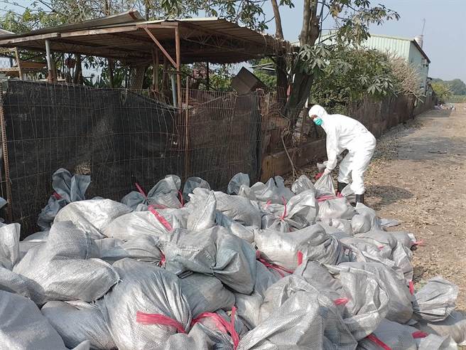 屏东惊见禽流感，现场扑杀1万只土鸡。(屏县府提供)