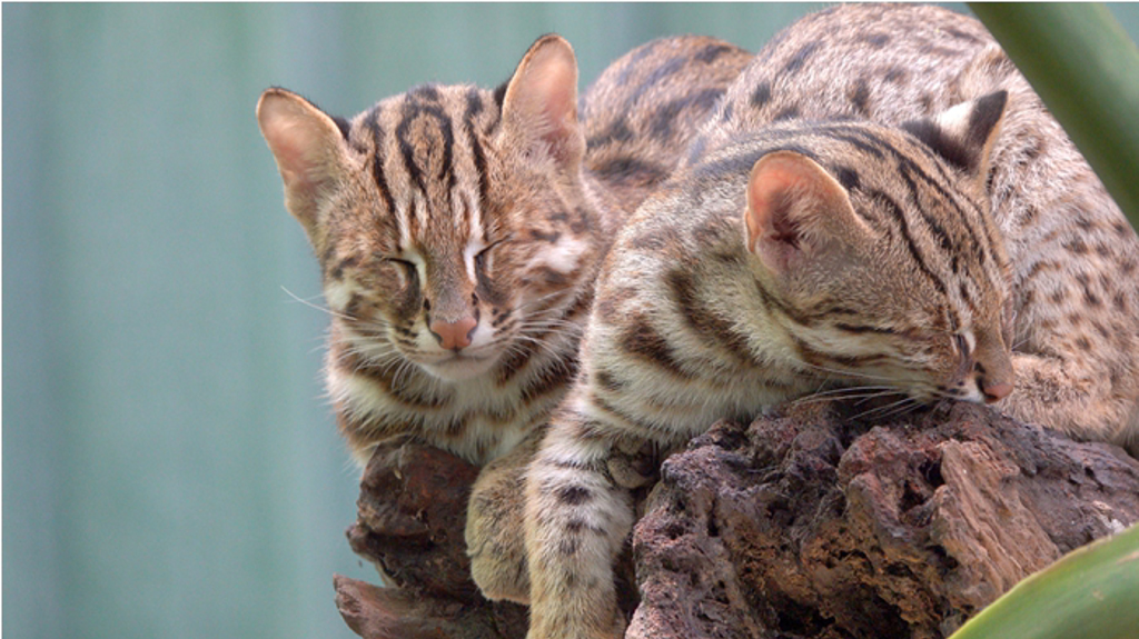 珍貴的台灣本土原生石虎，目前僅剩不到500隻，圖為台灣原生動物計畫中贊助的石虎兄妹「虎力旺」、「虎力秀」。（和泰汽車提供）