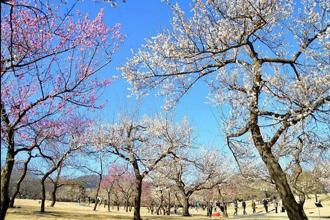 走進優雅梅林！ 日本神奈川300品種「溪流梅園」花開正美