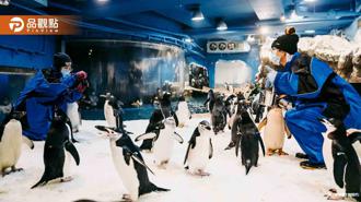 品觀點｜「我與企鵝的0.1毫米」 屏東海生館企鵝照護體驗開跑
