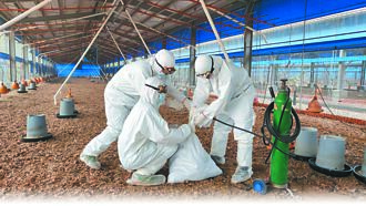 南部禽流感蔓延 2年撲殺22萬隻蛋雞