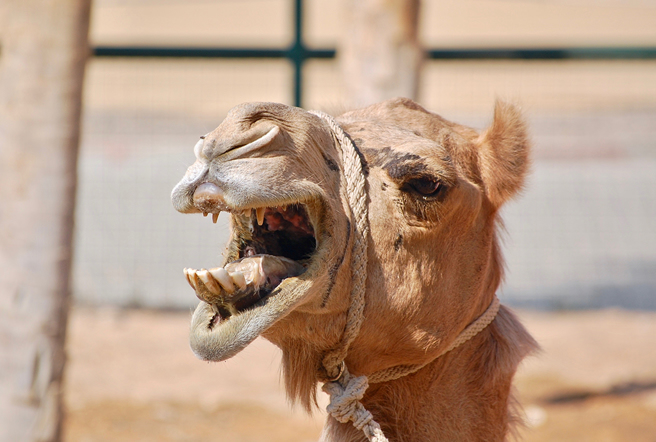 村民不满骆驼将主人咬断头身亡，愤而施虐的画面不断在网上流传。（示意图／达志影像）