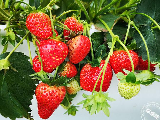 2023內湖草莓季開跑台北有21家草莓園供選擇- 生活- 中時新聞網