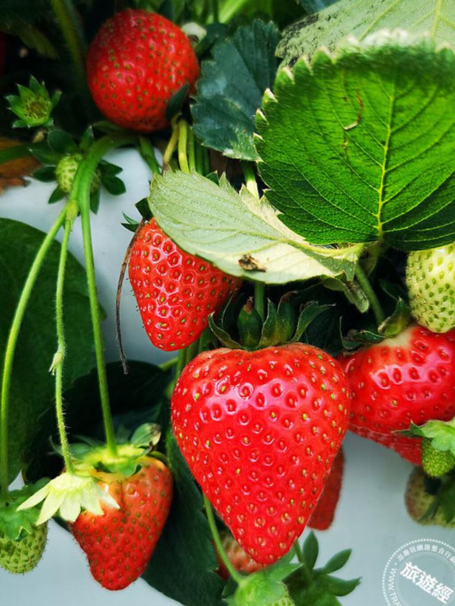 草莓娇艳欲滴令人喜爱(摄影：洪书瑱)