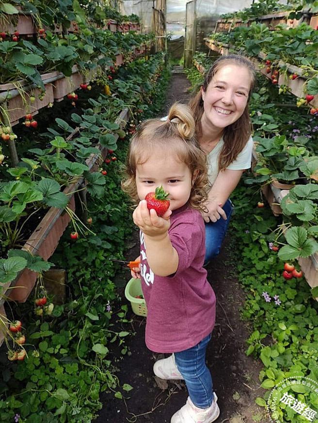 草莓採果趣(图：臺北市政府产业发展局提供)