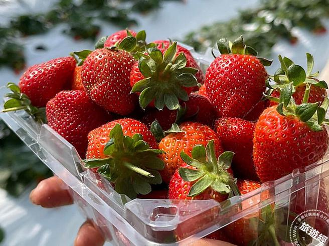 鲜採草莓(图：臺北市政府产业发展局提供)