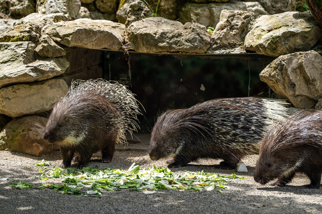 花豹打算狩猎豪猪一家四口，未料进攻始终被豪猪夫妻用背上的刺化解，最后只能放弃离开。(示意图/达志影像)