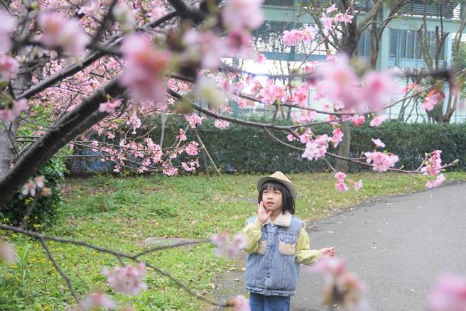 八里大崁国小内的河津樱，近两年花况极佳，吸引路过民眾停下脚步赏花。(黄敬文摄)